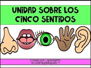 5 Senses Unit in Spanish