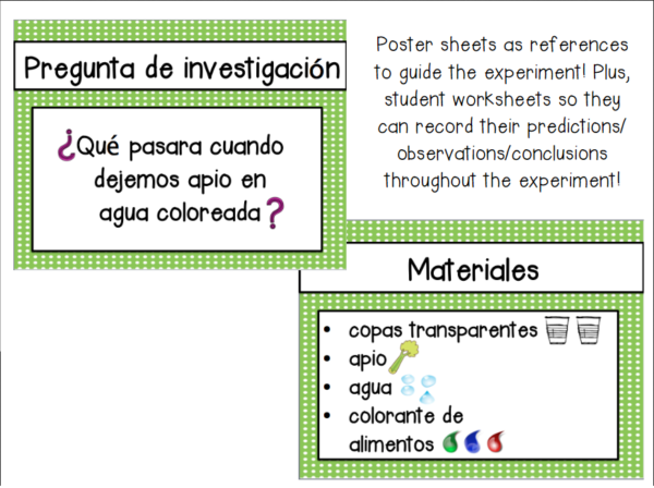 Plant Experiment (Celery)- Spanish - Image 2